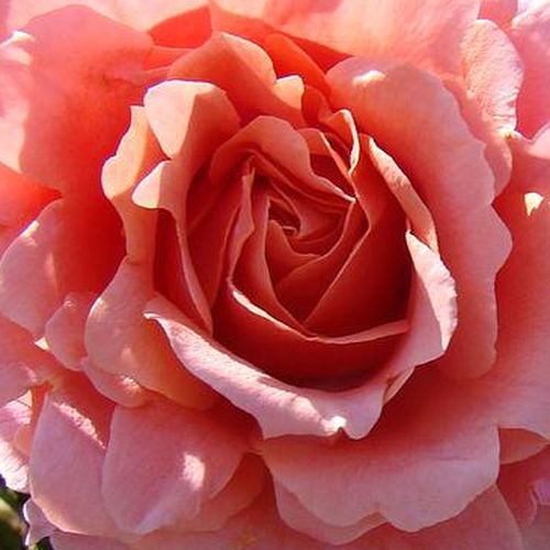 Diszkrét illatú rózsa - Rózsa - Alibaba ® - Online rózsa rendelés